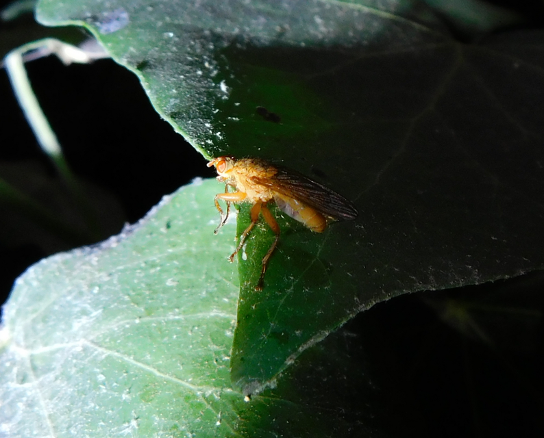Scathophaga