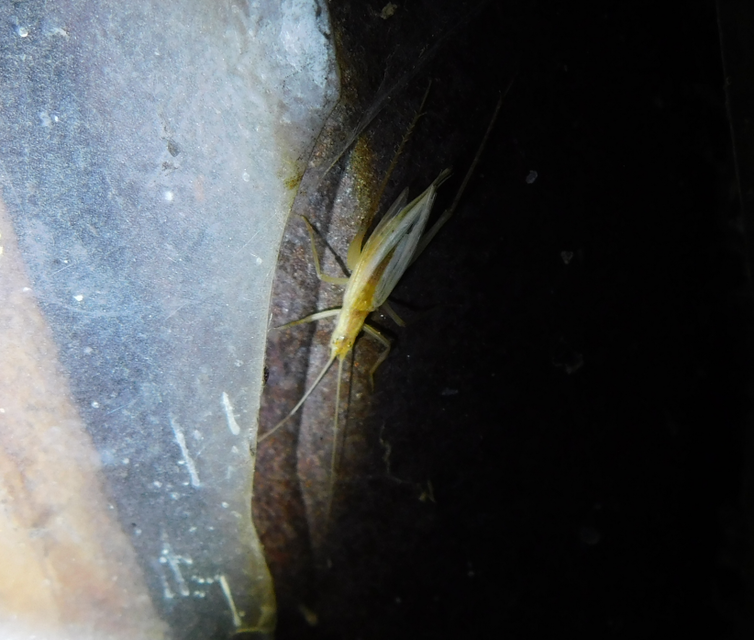 Oecanthus pellucens - pirregőtücsök