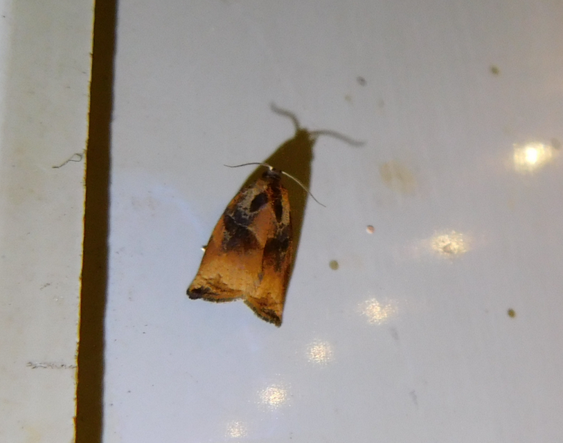 Archips podana - dudvarágó sodrómoly