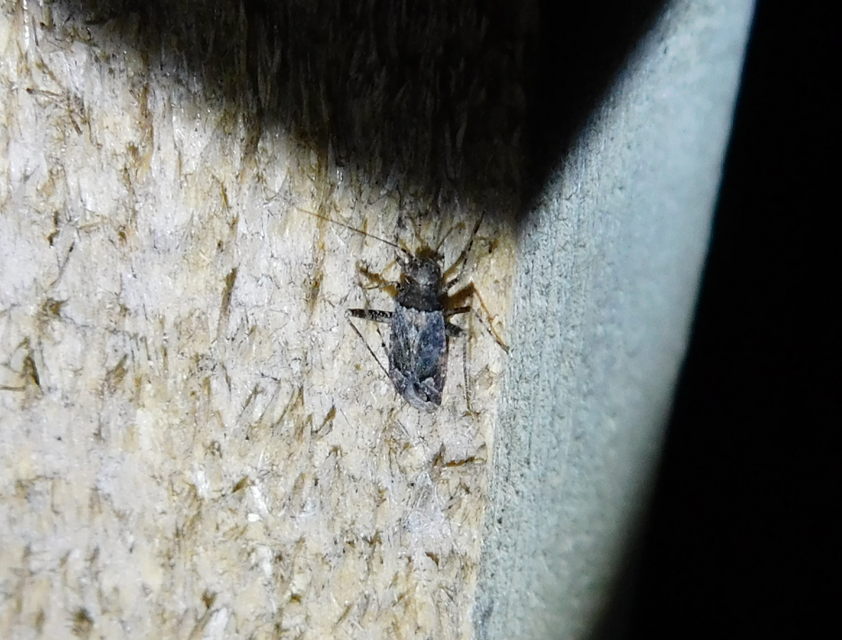 Phytocoris