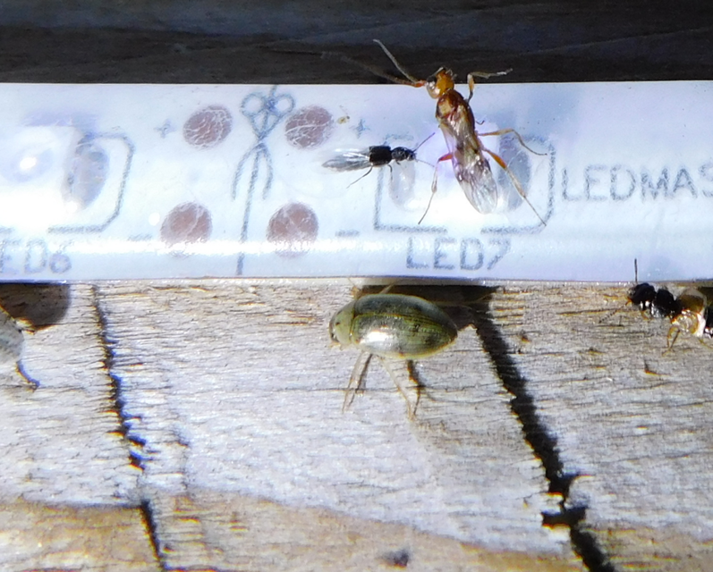 Berosus spinosus - széki szemescsibor Berosus spinosus - széki szemescsibor