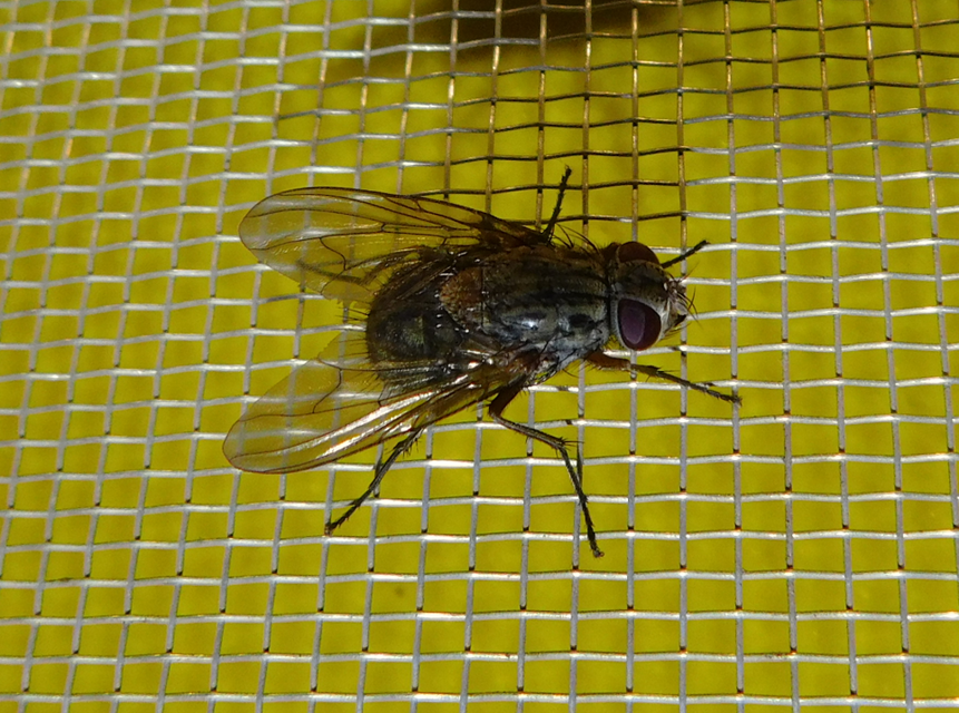 Muscidae - igazi legyek