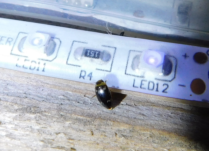 Laccophilus poecilus - tarka bukóbogár