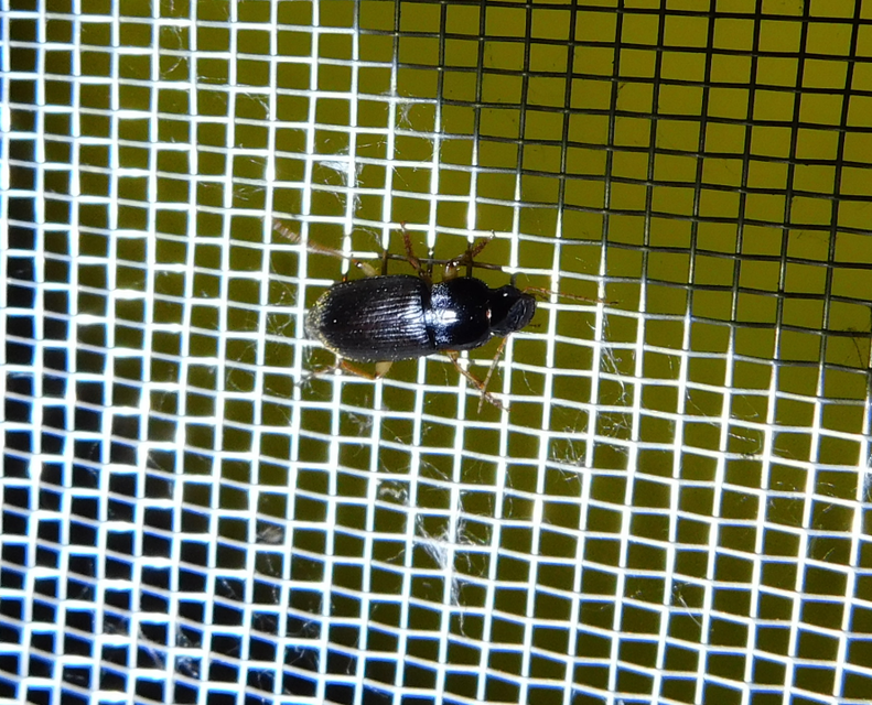 Harpalus griseus - kis selymesfutó