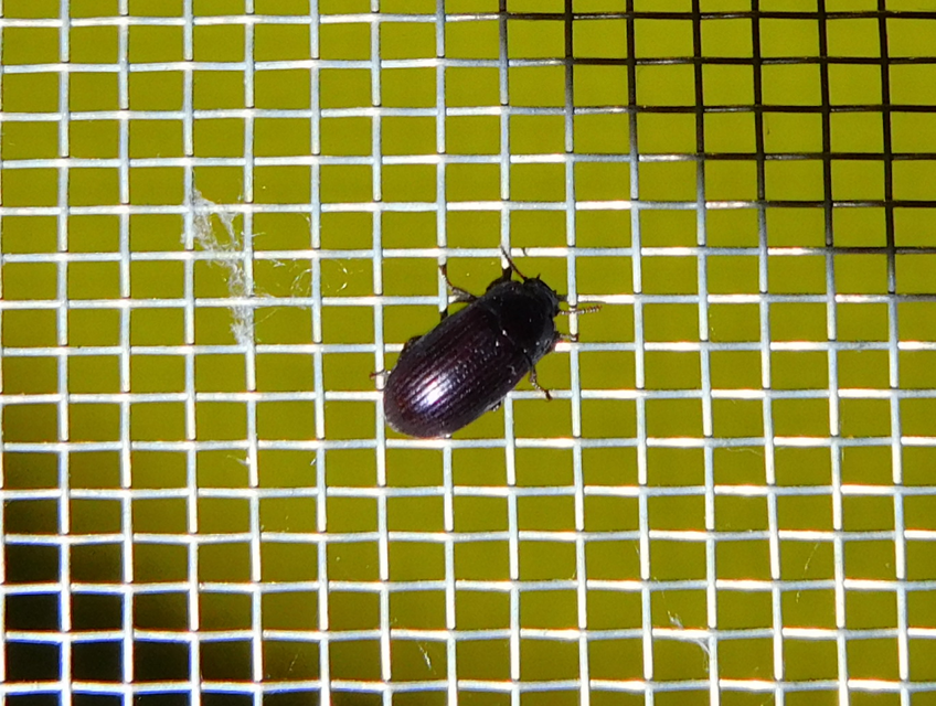 Alphitobius diaperinus