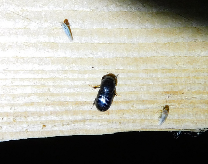 Aphodius varians - változékony trágyabogár