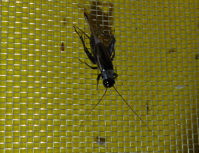 Eumodicogryllus bordigalensis - bordói tücsök