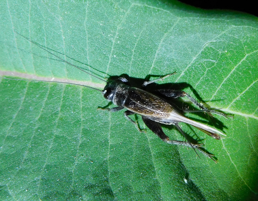 Eumodicogryllus bordigalensis - bordói tücsök