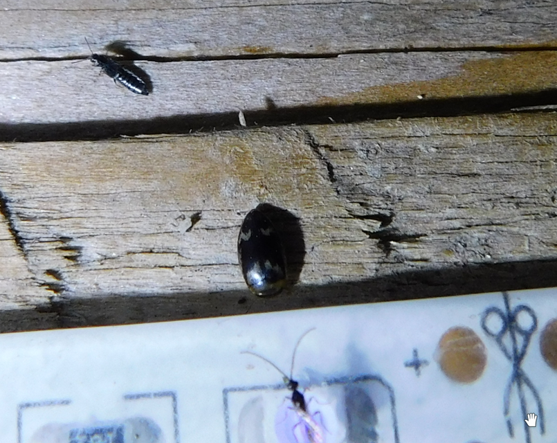 Laccophilus poecilus - tarka bukóbogár