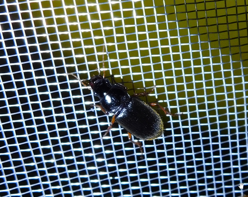Harpalus griseus - kis selymesfutó