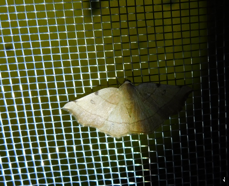 Eilicrinia trinotata - háromjegyű araszoló