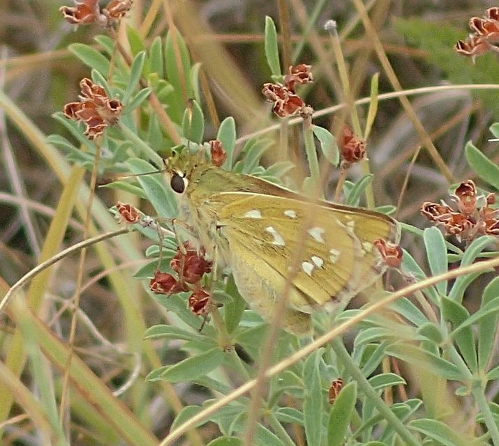 Hesperia comma - vesszős busalepke