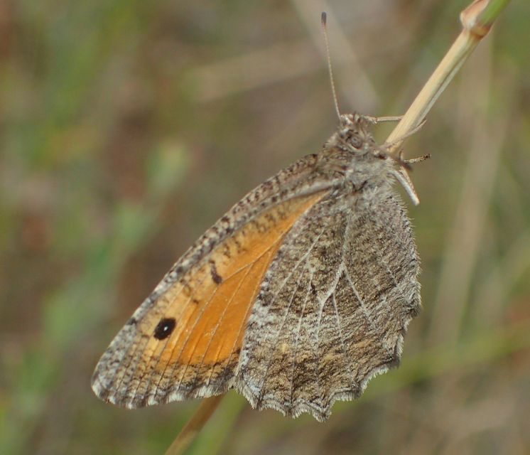 Arethusana arethusa - közönséges szemeslepke