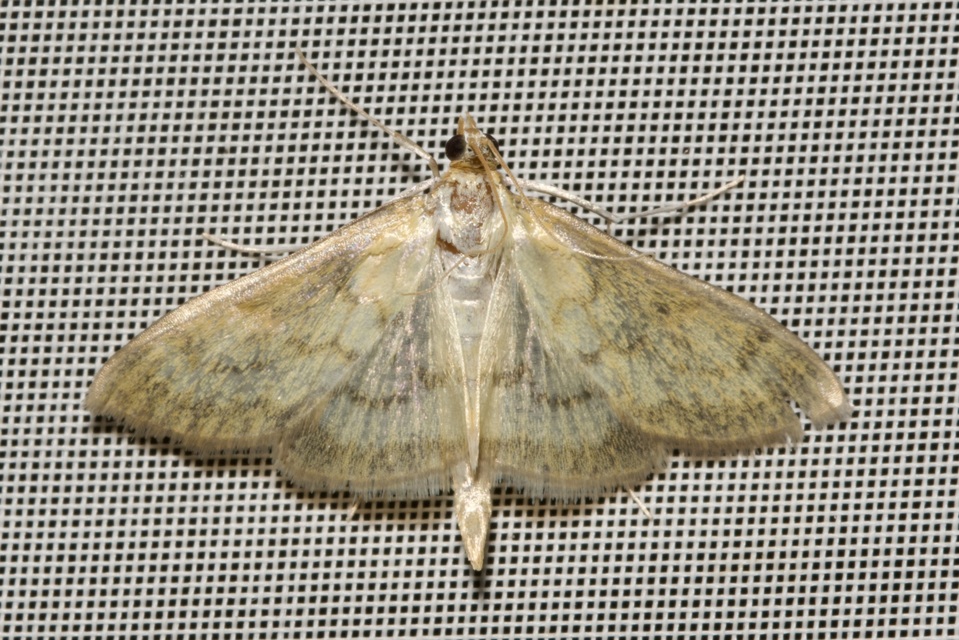 Paratalanta pandalis - halványsárga tűzmoly