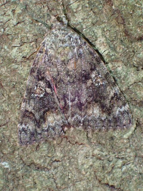 Catocala sponsa - tölgyfa-övesbagoly