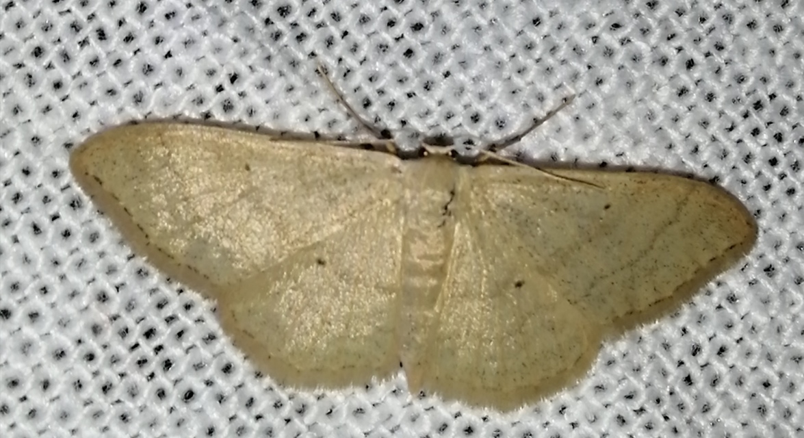Idaea straminata - szalmasárga sávosaraszoló