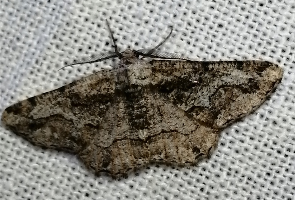 Synopsia sociaria - ürömaraszoló