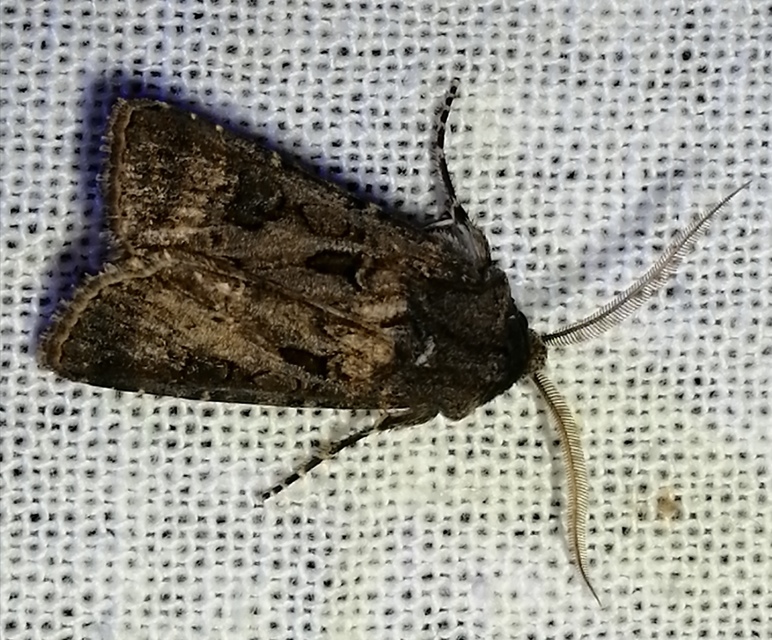 Agrotis bigramma - kétjegyű földibagoly
