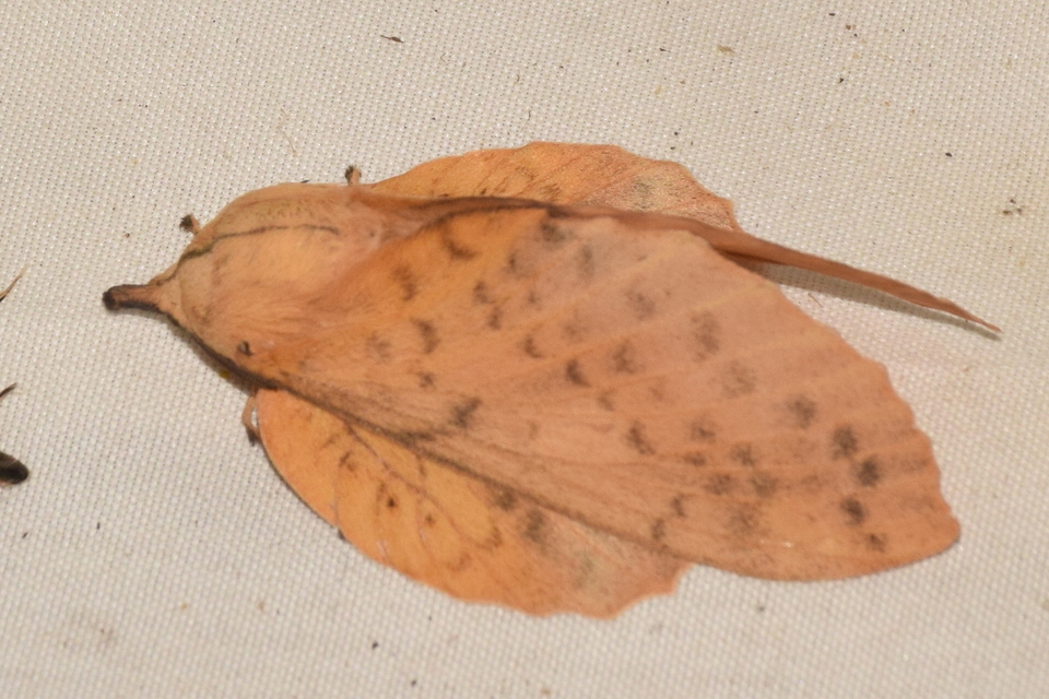 Gastropacha populifolia - sárga pohók