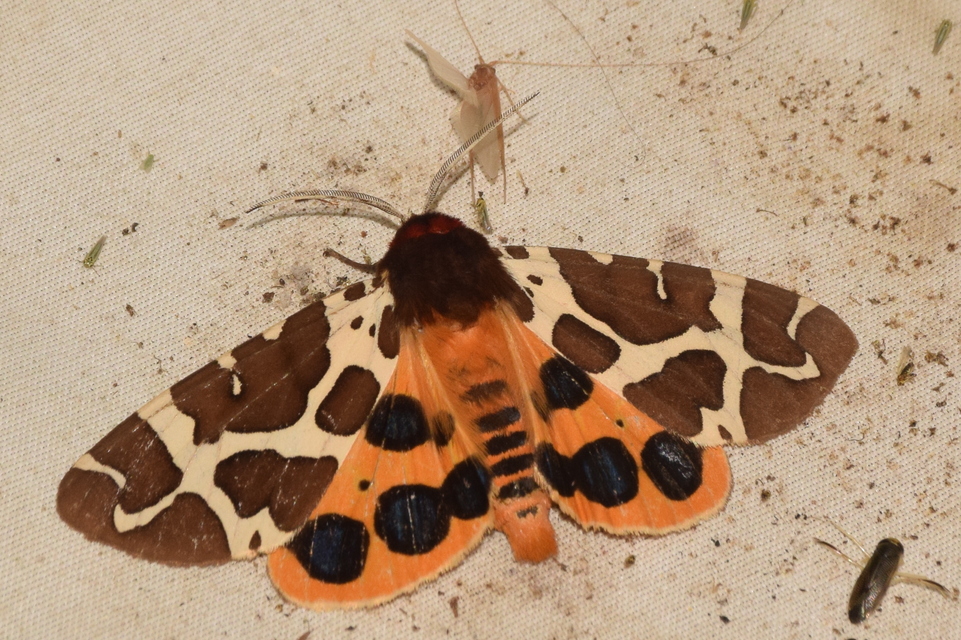 Arctia caja - közönséges medvelepke