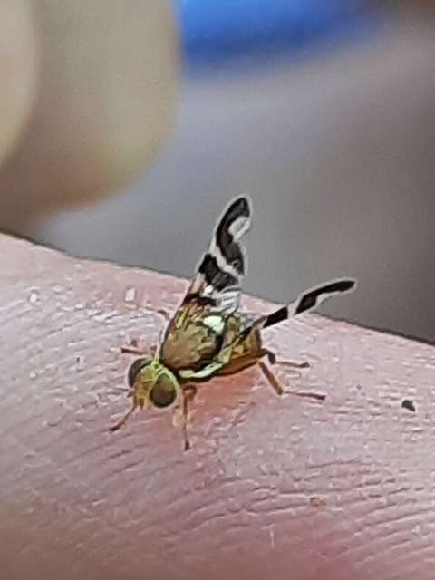 Rhagoletis completa