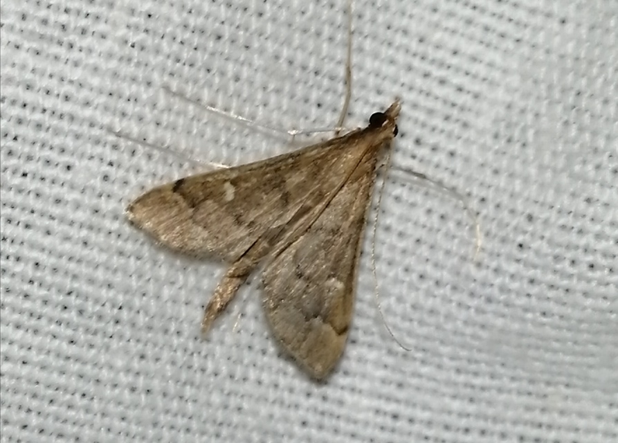 Dolicharthria punctalis - hosszúlábú tűzmoly