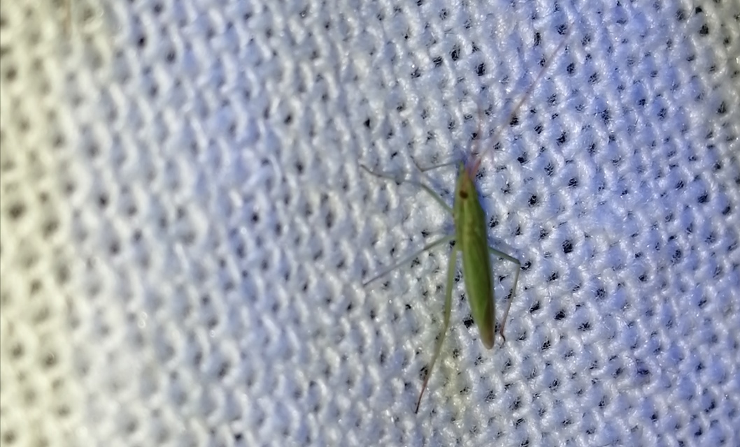 Trigonotylus