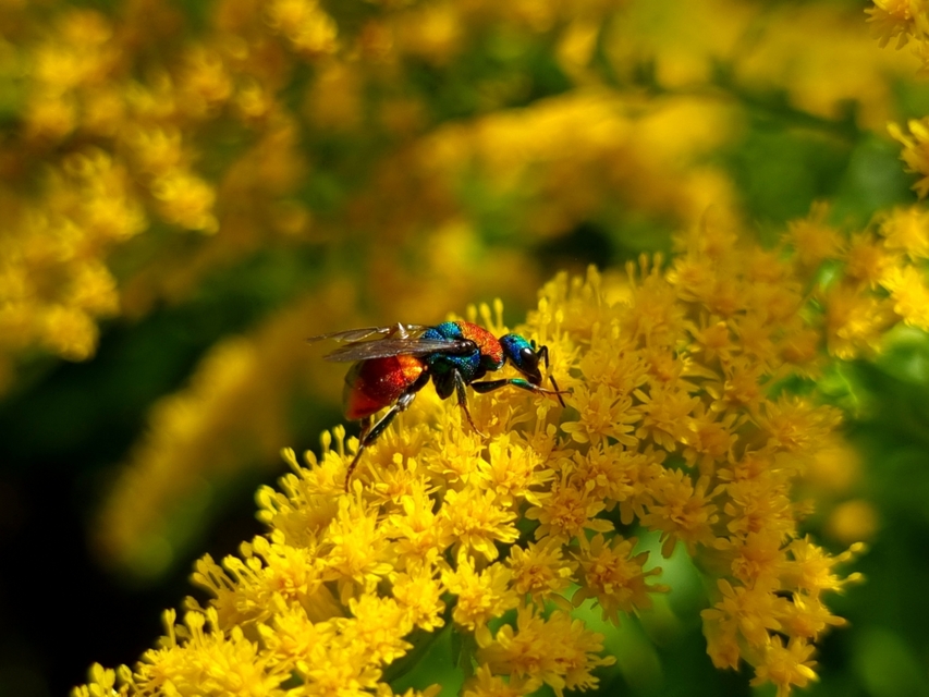 Chrysididae - fémdarazsak