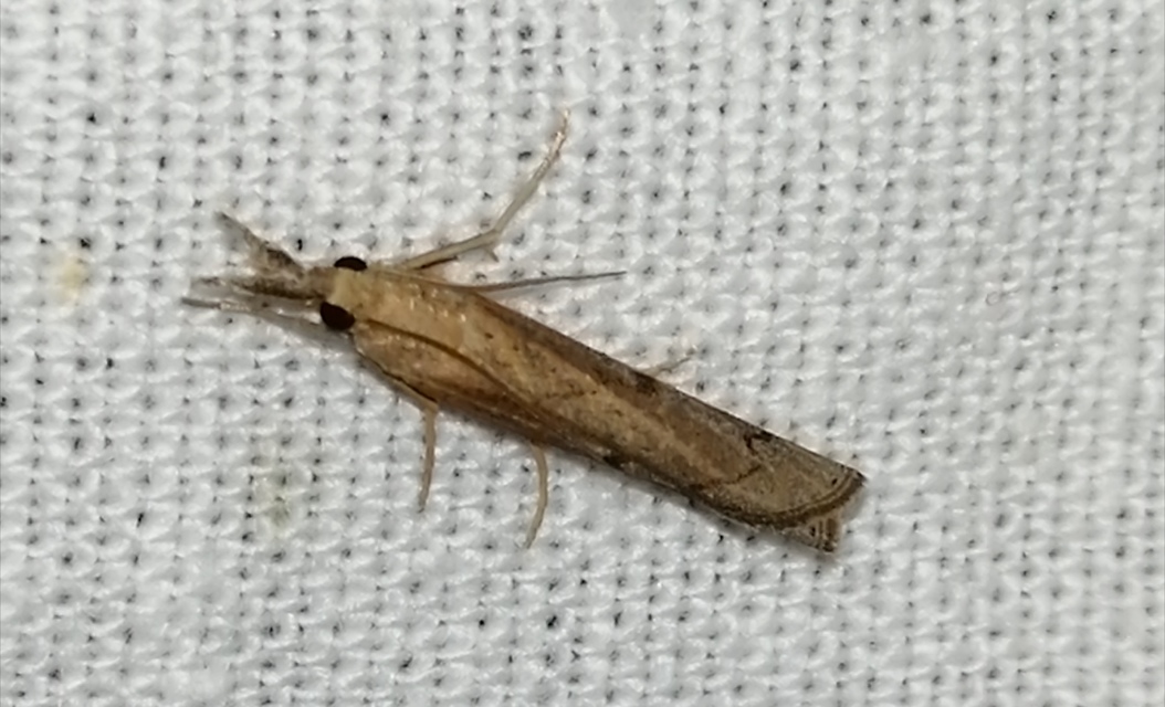 Pediasia contaminella - mocskos fűgyökérmoly