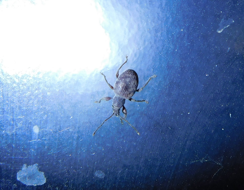 Otiorhynchus smreczynskii - zömök gyalogormányos