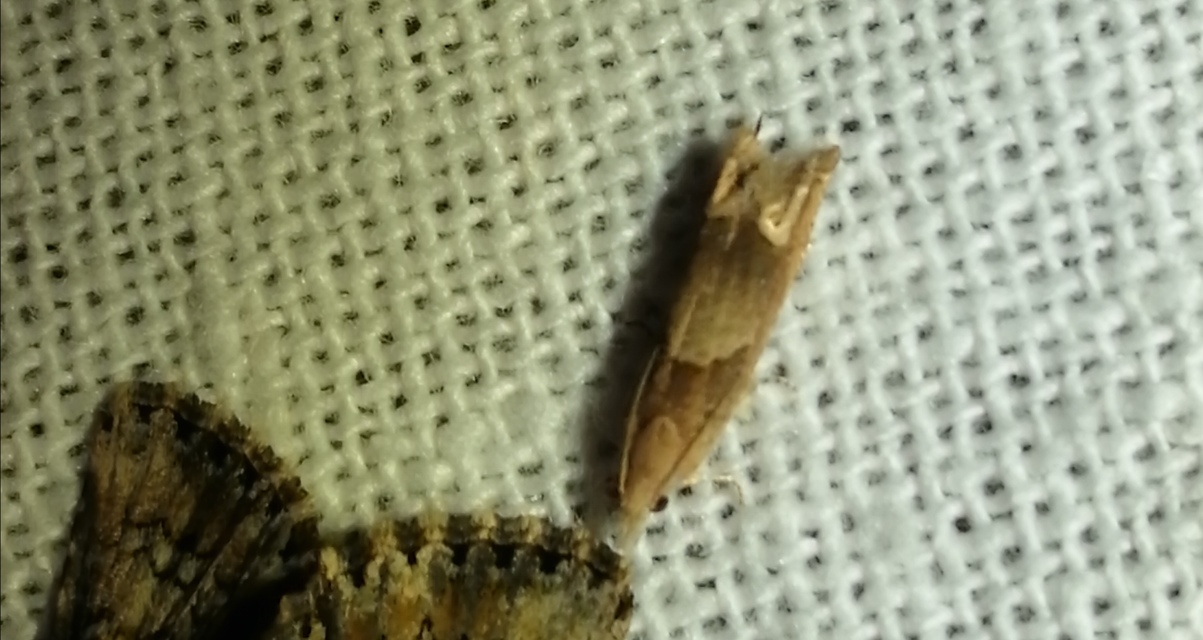 Eucosma