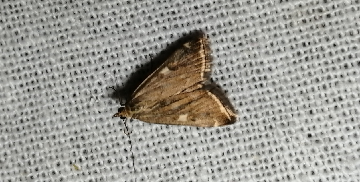 Loxostege sticticalis - muszkamoly