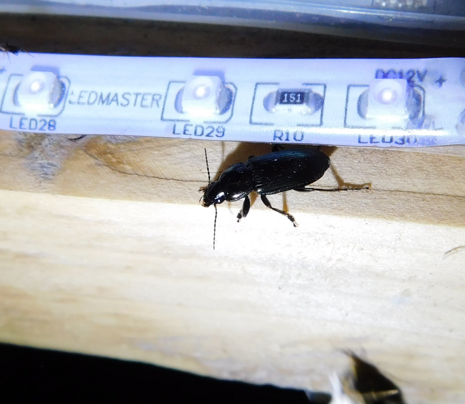 Harpalus tenebrosus - gyászos lomhafutó