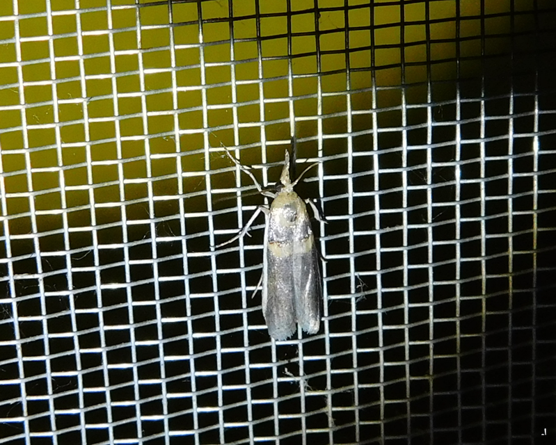 Etiella zinckenella - akácmoly