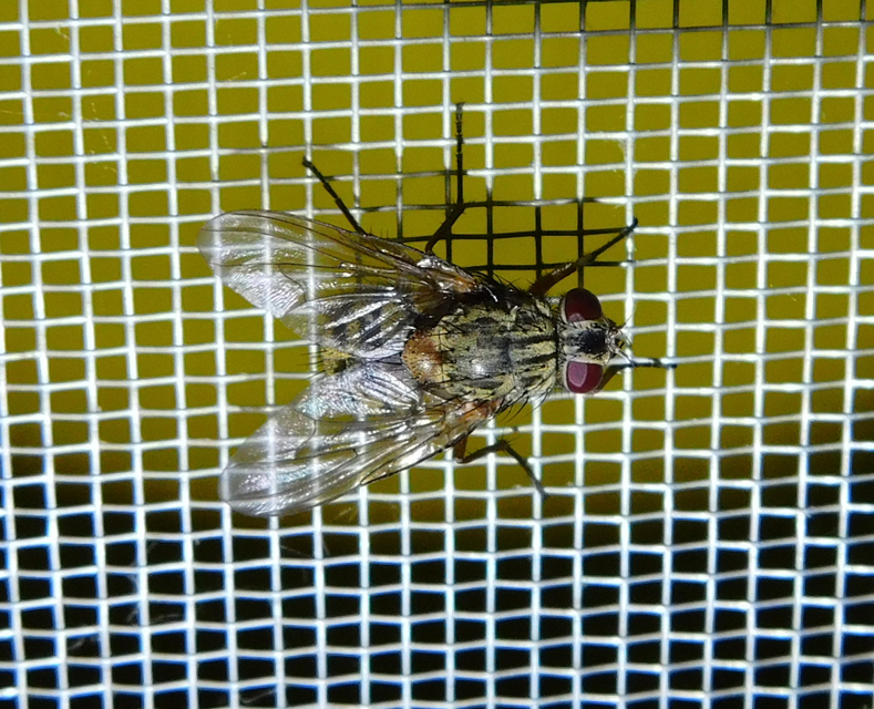 Muscidae - igazi legyek
