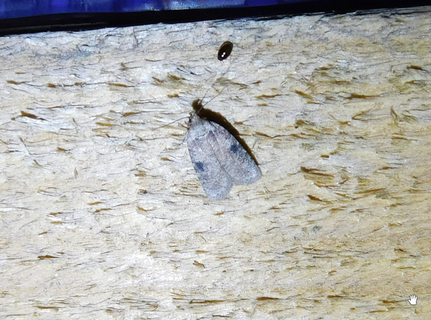 Agonopterix