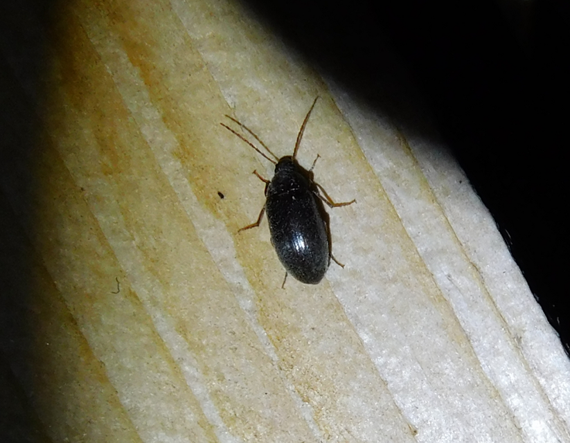 Hymenalia rufipes - rőtlábú alkonybogár