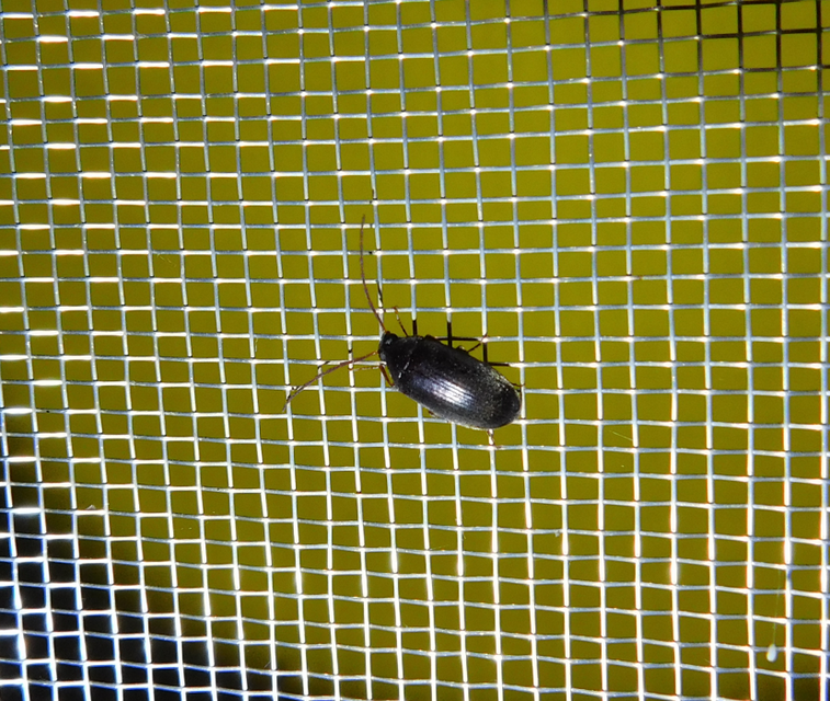 Hymenalia rufipes - rőtlábú alkonybogár