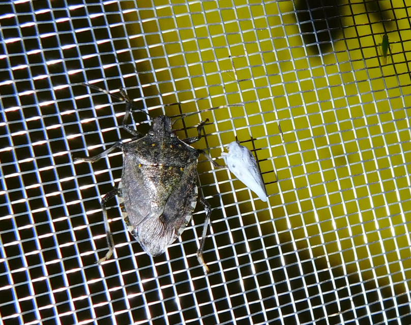 Metcalfa pruinosa - amerikai lepkekabóca
