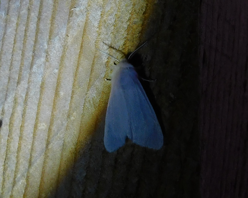 Hyphantria cunea - amerikai fehér medvelepke