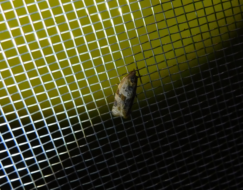 Argyrotaenia ljungiana - ékes sodrómoly