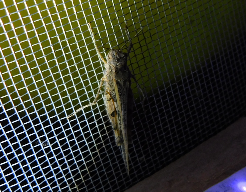 Acrotylus insubricus - önbeásósáska