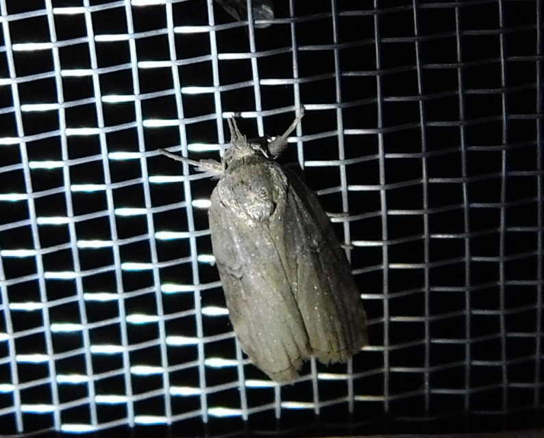 Nycteola asiatica - nyárfa-trapézbagoly