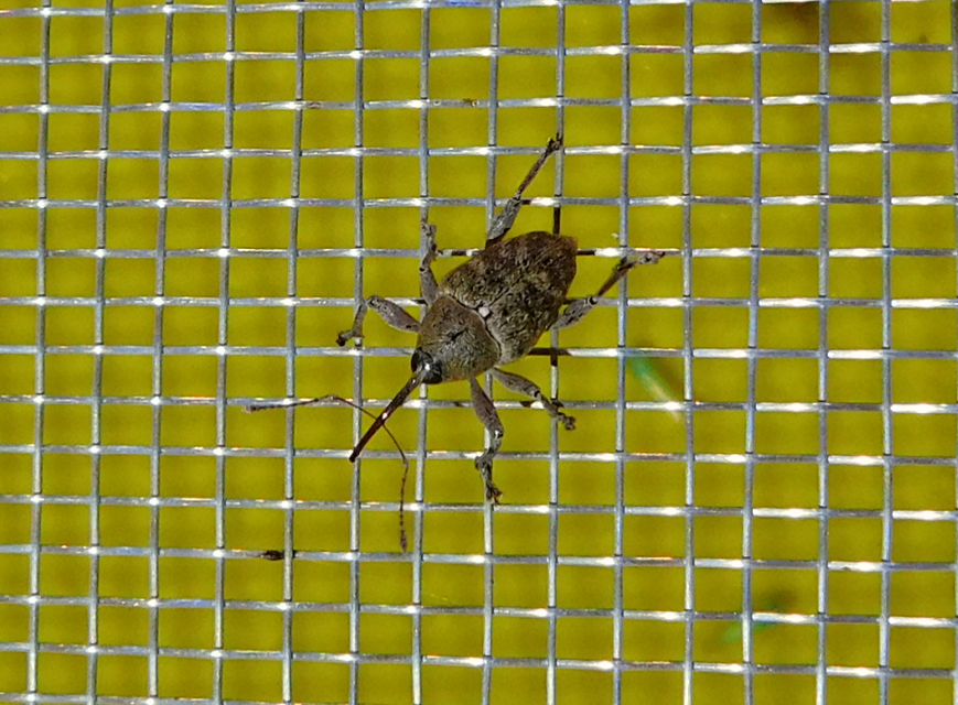 Curculio glandium - tölgymakkzsuzsóka