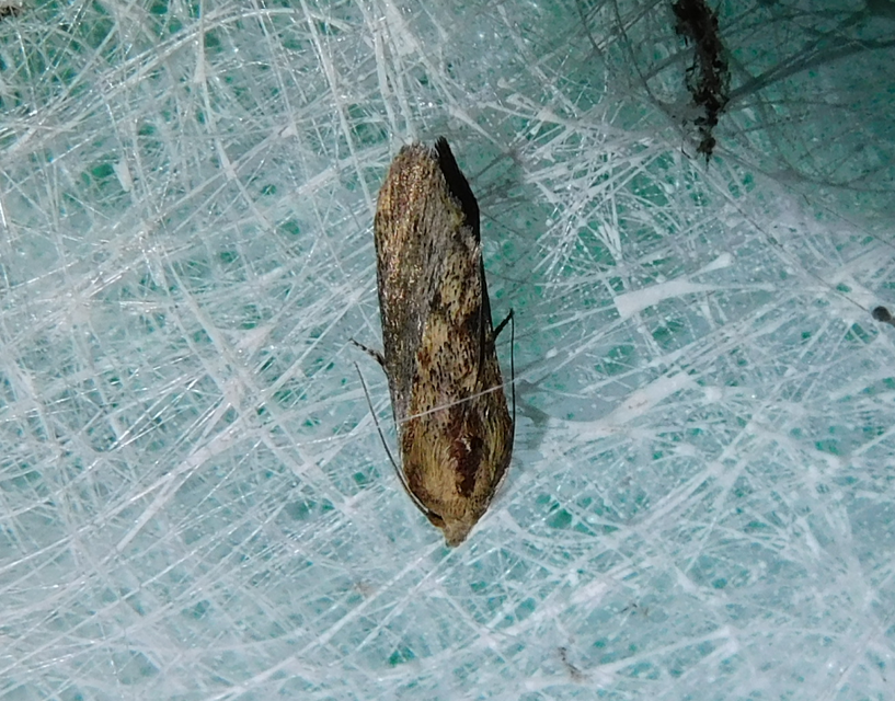 Galleria mellonella - nagy viaszmoly