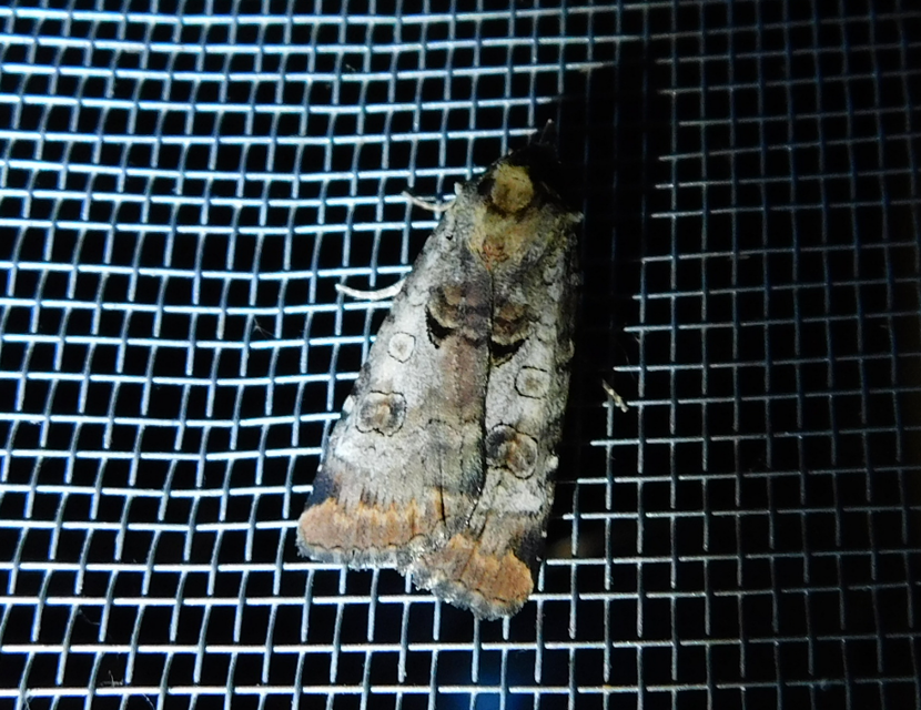 Epilecta linogrisea - karcsú sárgafűbagoly