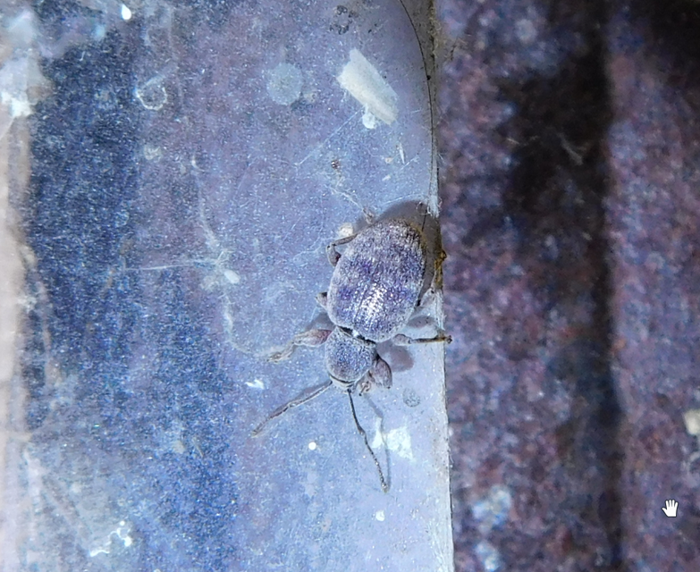 Otiorhynchus smreczynskii - zömök gyalogormányos