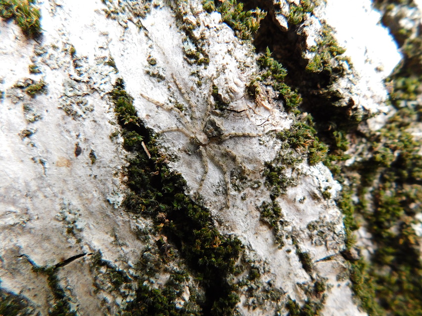 Philodromus poecilus - cifra karolópók