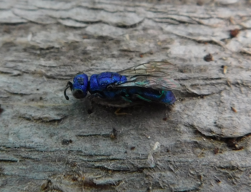 Chrysididae - fémdarazsak