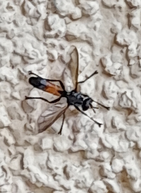 Cylindromyia